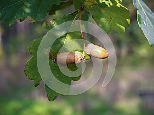 acorn on the tree. oak leaves. clouseup