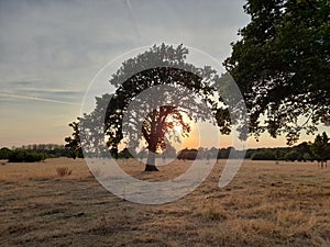 Acorn tree pictured in a dry field following a drought in England, UK