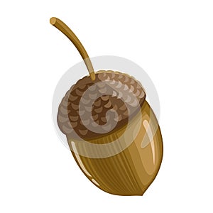 Acorn vector icon.Cartoon vector icon isolated on white background acorn .
