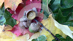 Acorn on vibrant leaves