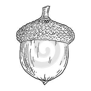 Acorn. Vintage hatching monochrome black illustration. Isolated on white