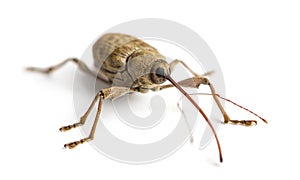 Acorn weevil, Curculio glandium, isolated