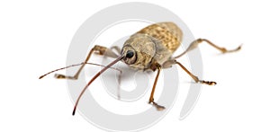Acorn weevil, Curculio glandium, isolated photo