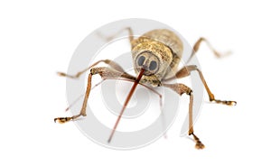 Acorn weevil facing, Curculio glandium, isolated photo