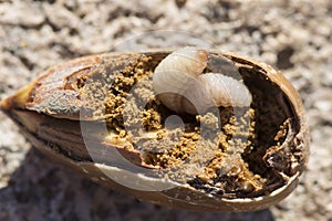 Acorn weevil larvae