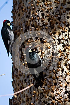 Acorn Woodpecker