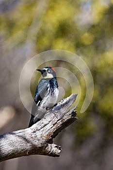 Acorn Woodpecker