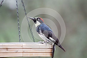 Acorn Woodpecker on the Feeder