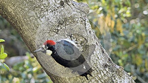 Acorn Woodpecker looks