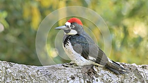 Acorn woodpecker macro