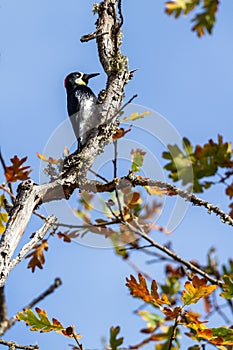 Acorn woodpecker - Melanerpes formicivorus