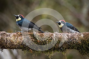 Acorn woodpecker, Melanerpes formicivorus