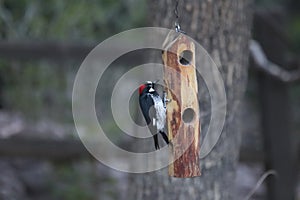 Acorn Woodpecker - Melanerpes formicivorus 3