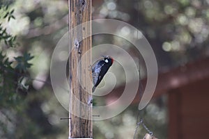 Acorn Woodpecker - Melanerpes formicivorus 4
