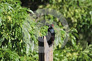 Acorn Woodpecker Melanerpes formicivorus 5