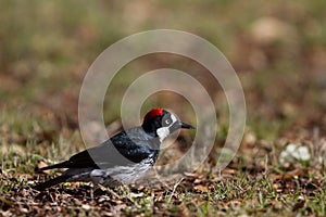 Acorn Woodpecker, Melanerpes formicivorus