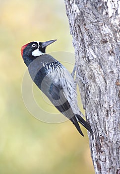 Acorn Woodpecker (Melanerpes formicivorus) photo