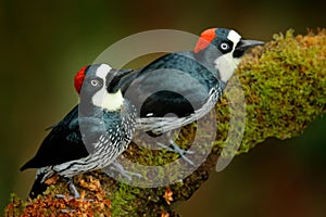 Acorn Woodpecker, Melanerpes formicivorus. Beautiful bird sitting on the green mossy branch in habitat, Costa Rica. Birdwatching photo