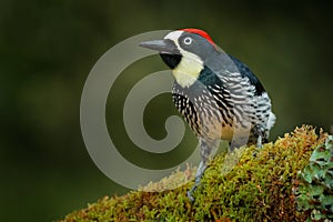 Acorn Woodpecker, Melanerpes formicivorus. Beautiful bird sitting on the green mossy branch in habitat, Costa Rica. Birdwatching