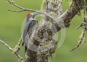 Acorn Woodpecker Melanerpes formicivorus, Costa Rica