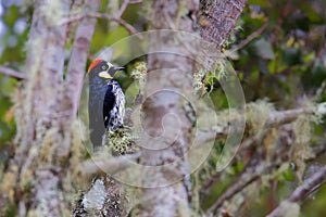Acorn Woodpecker - Melanerpes formicivorus medium-sized bird woodpecker, brownish-black head, back, wings and tail, white forehead