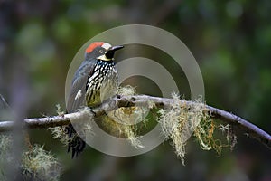 Acorn Woodpecker - Melanerpes formicivorus medium-sized bird woodpecker, brownish-black head, back, wings and tail, white forehead