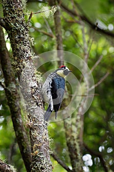 Acorn Woodpecker - Melanerpes formicivorus medium-sized bird woodpecker, brownish-black head, back, wings and tail, white forehead