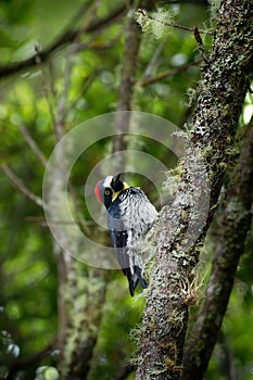 Acorn Woodpecker - Melanerpes formicivorus medium-sized bird woodpecker, brownish-black head, back, wings and tail, white forehead