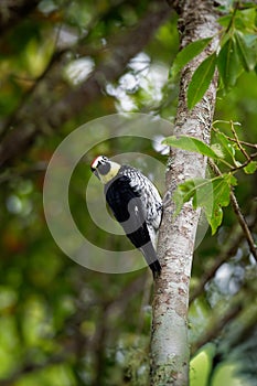 Acorn Woodpecker - Melanerpes formicivorus medium-sized bird woodpecker, brownish-black head, back, wings and tail, white forehead