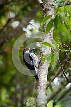 Acorn Woodpecker - Melanerpes formicivorus medium-sized bird woodpecker, brownish-black head, back, wings and tail, white forehead