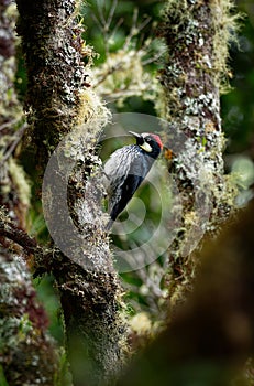 Acorn Woodpecker - Melanerpes formicivorus medium-sized bird woodpecker, brownish-black head, back, wings and tail, white forehead