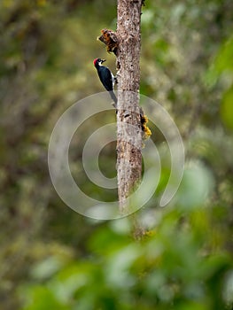 Acorn Woodpecker - Melanerpes formicivorus medium-sized bird woodpecker, brownish-black head, back, wings and tail, white forehead