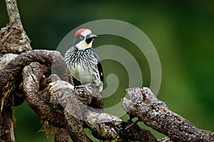 Acorn Woodpecker - Melanerpes formicivorus medium-sized bird woodpecker, brownish-black head, back, wings and tail, white forehead