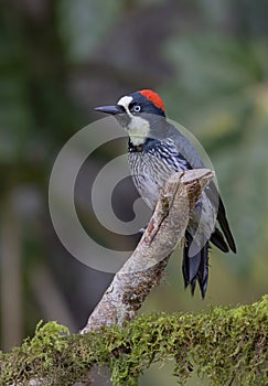 An Acorn woodpecker Melanerpes formicivorus perched on a branch in the jungles of Costa Rica.