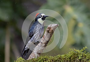 An Acorn woodpecker Melanerpes formicivorus perched on a branch in the jungles of Costa Rica.