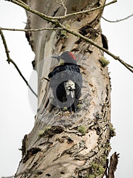 the Acorn Woodpecker, Melanerpes formicivorus sits on a large Colombia tree trunk