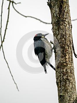 The Acorn Woodpecker, Melanerpes formicivorus sits on a large Colombia tree trunk