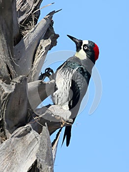 Acorn Woodpecker on a Palm Tree