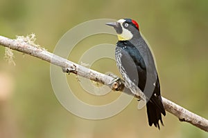 Acorn Woodpecker