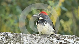 Acorn Woodpecker protrait photo 1