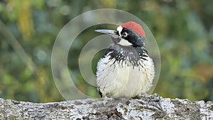 Acorn Woodpecker protrait photo 2