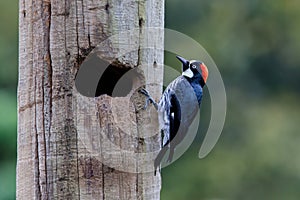 Acorn woodpecker in the rainforest