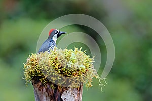 Acorn woodpecker in the rainforest
