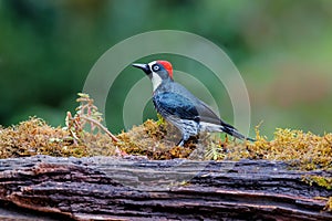 Acorn woodpecker in the rainforest