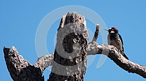 An Acorn Woodpecker Sits High in a Large Tree