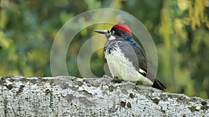 Acorn Woodpecker in the spring