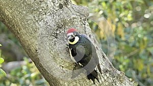 Acorn Woodpecker in the spring forest