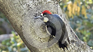 Acorn woodpecker watching