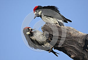 Acorn Woodpeckers (Melanerpes formicivorus) photo