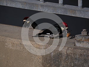Acorn woodpeckers work together to collect acorns on bridge